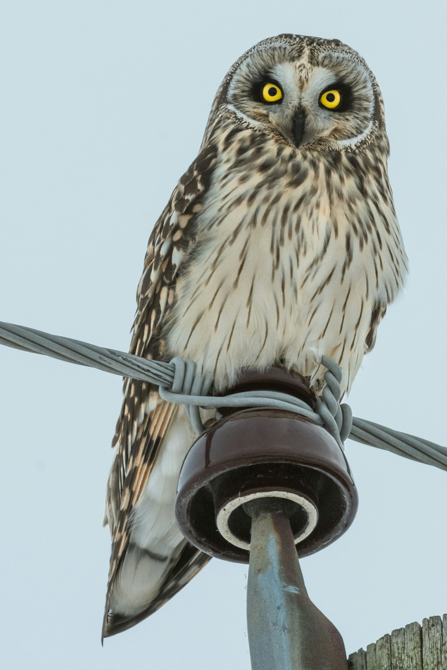 The Art of Calling Owls