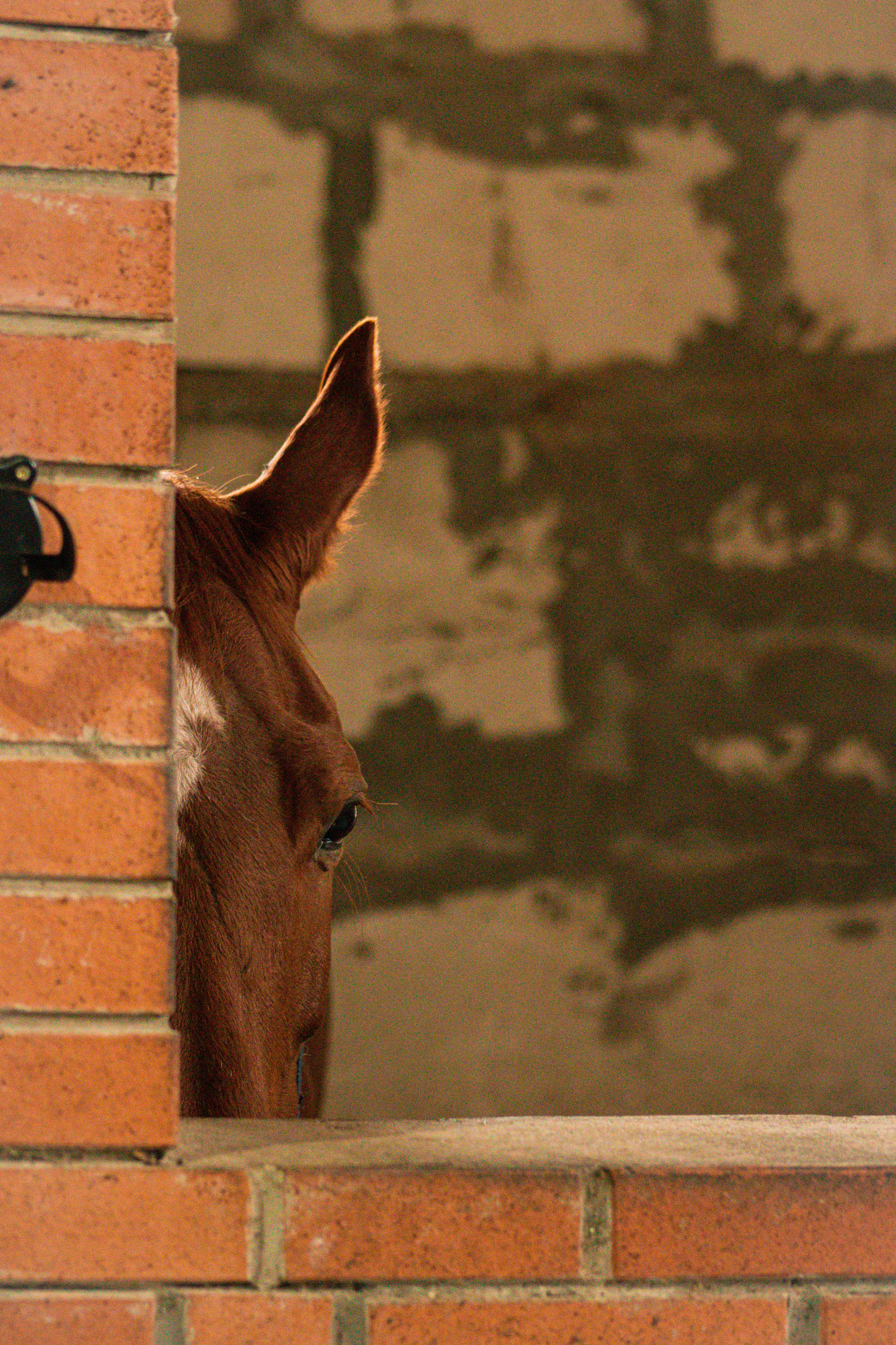 Step-by-Step Guide: Building a Horse Stall