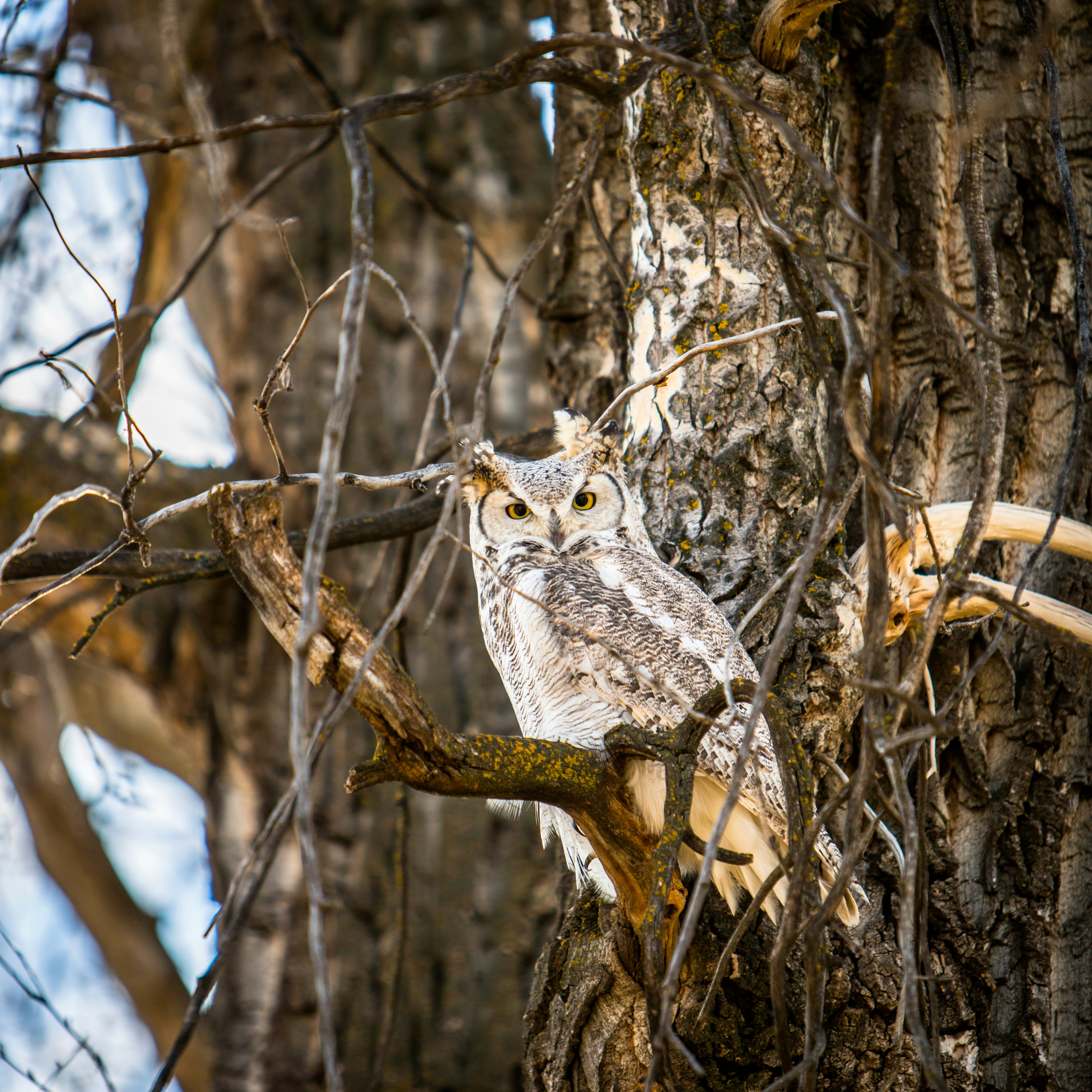 Step-by-Step Guide: Building an Owl Box