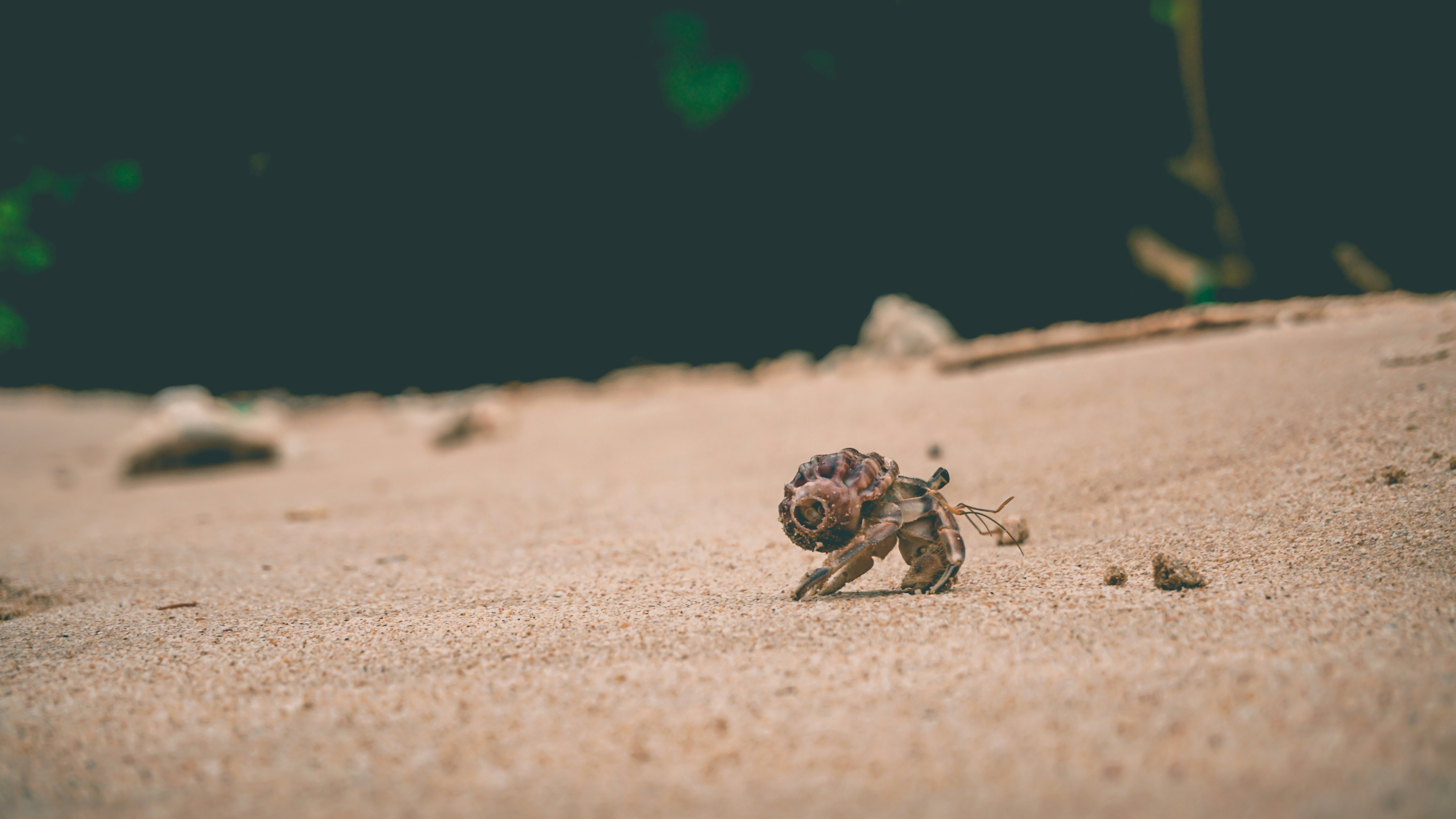 Effective Ways to Eliminate Hermit Crab Mites