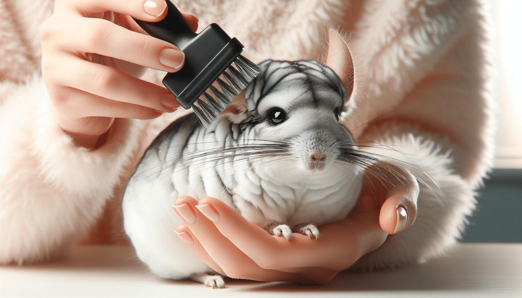 How to Properly Groom Your Chinchilla
