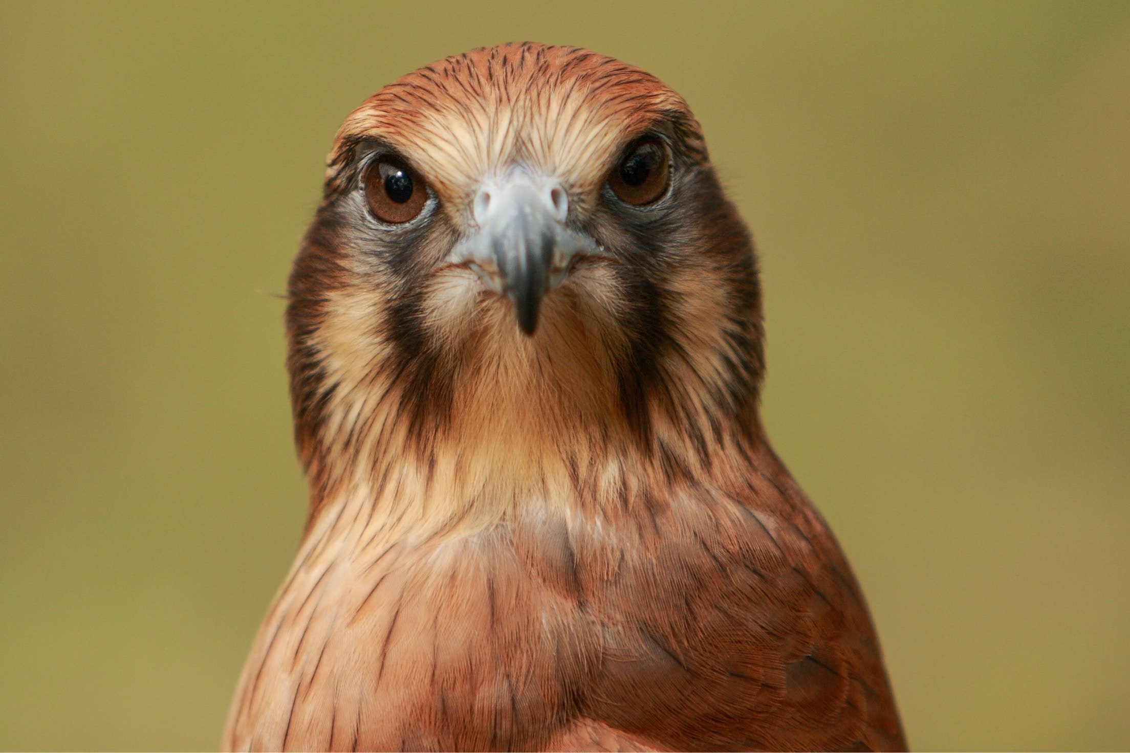 The Art of Calling Owls