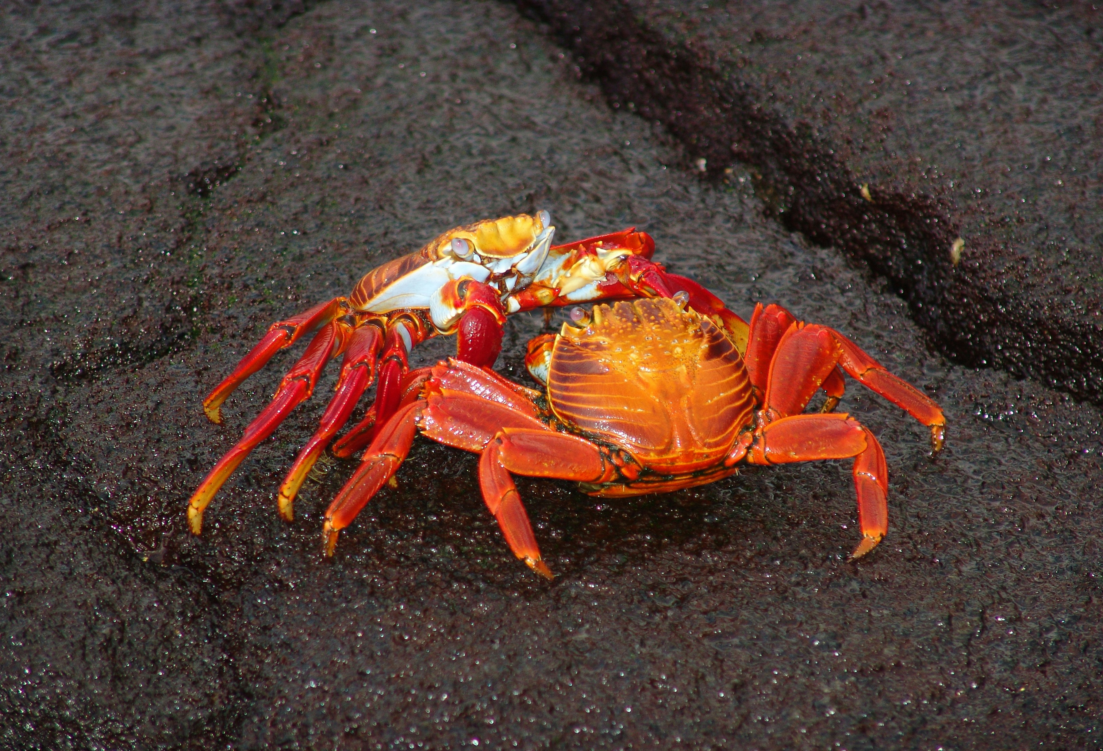 Effective Ways to Eliminate Hermit Crab Mites