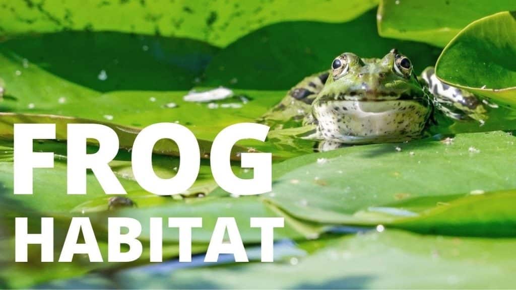 Where Frogs Live: The Ideal Frog Habitat