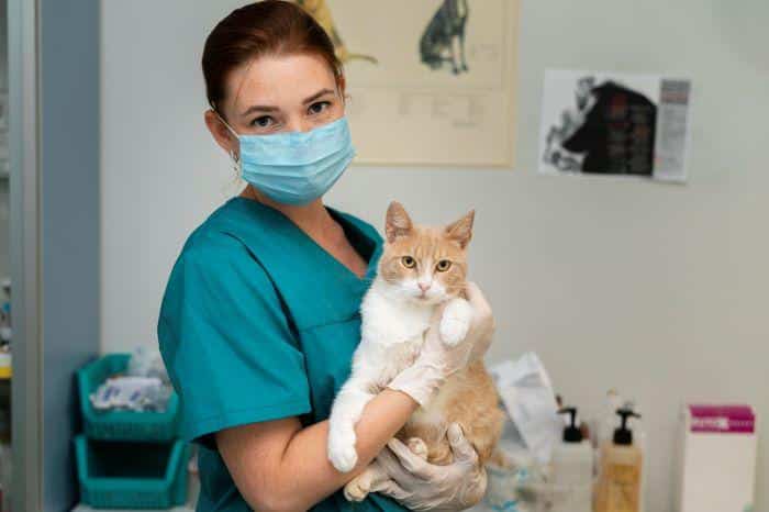 A cat being carried by a female veterinarian