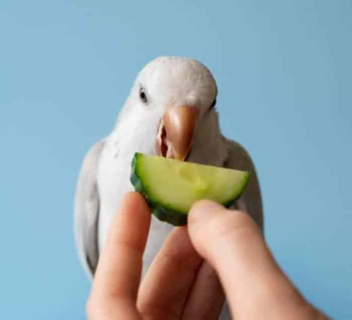 A pet bird being fed vegetables