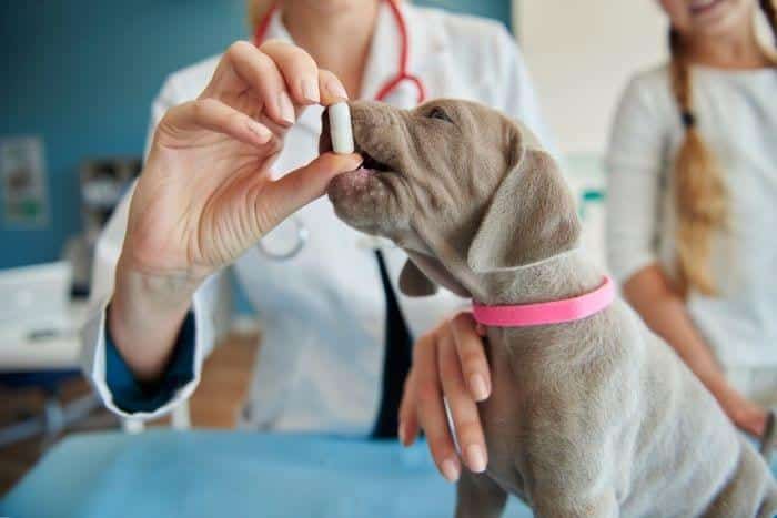A puppy being fed pet supplements