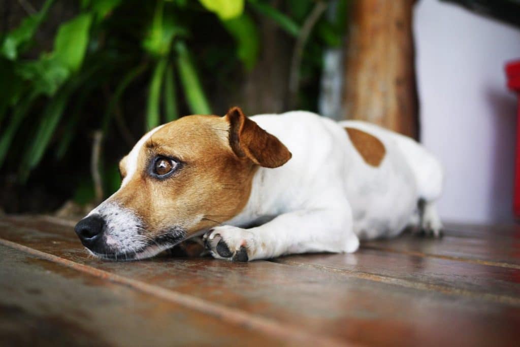 A sad looking dog lying on a wooden floor