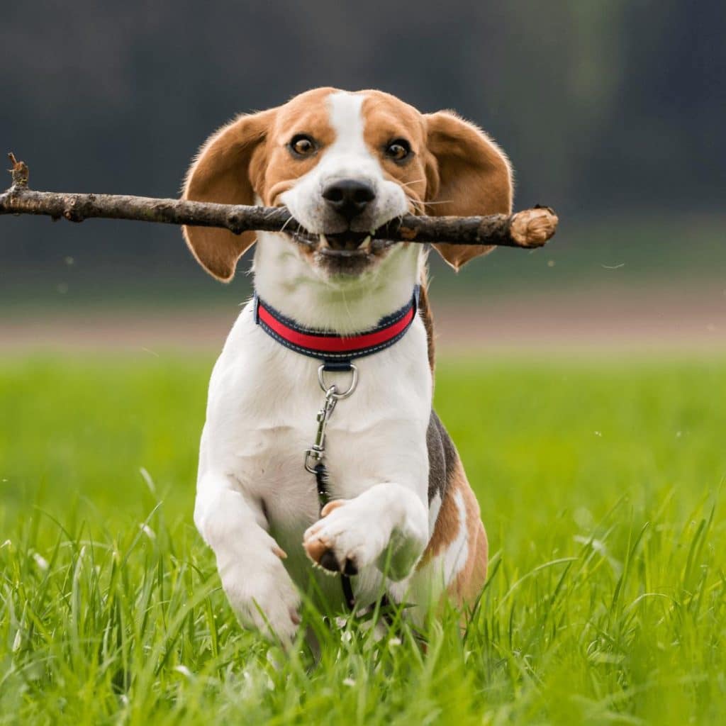Beagle running with a stick, illustrating mental stimulation outdoors.
