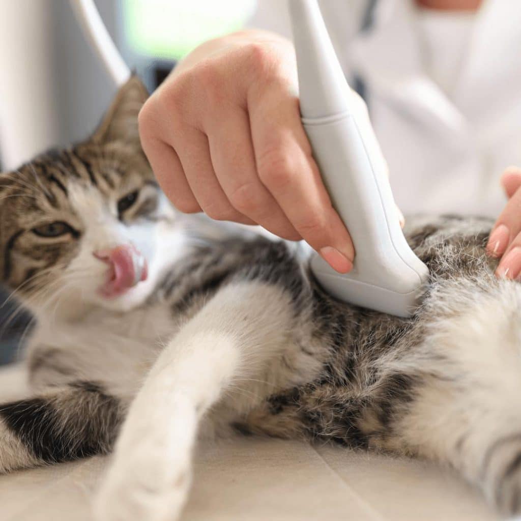 Cat receiving an ultrasound, showing preventive and regular veterinary care.