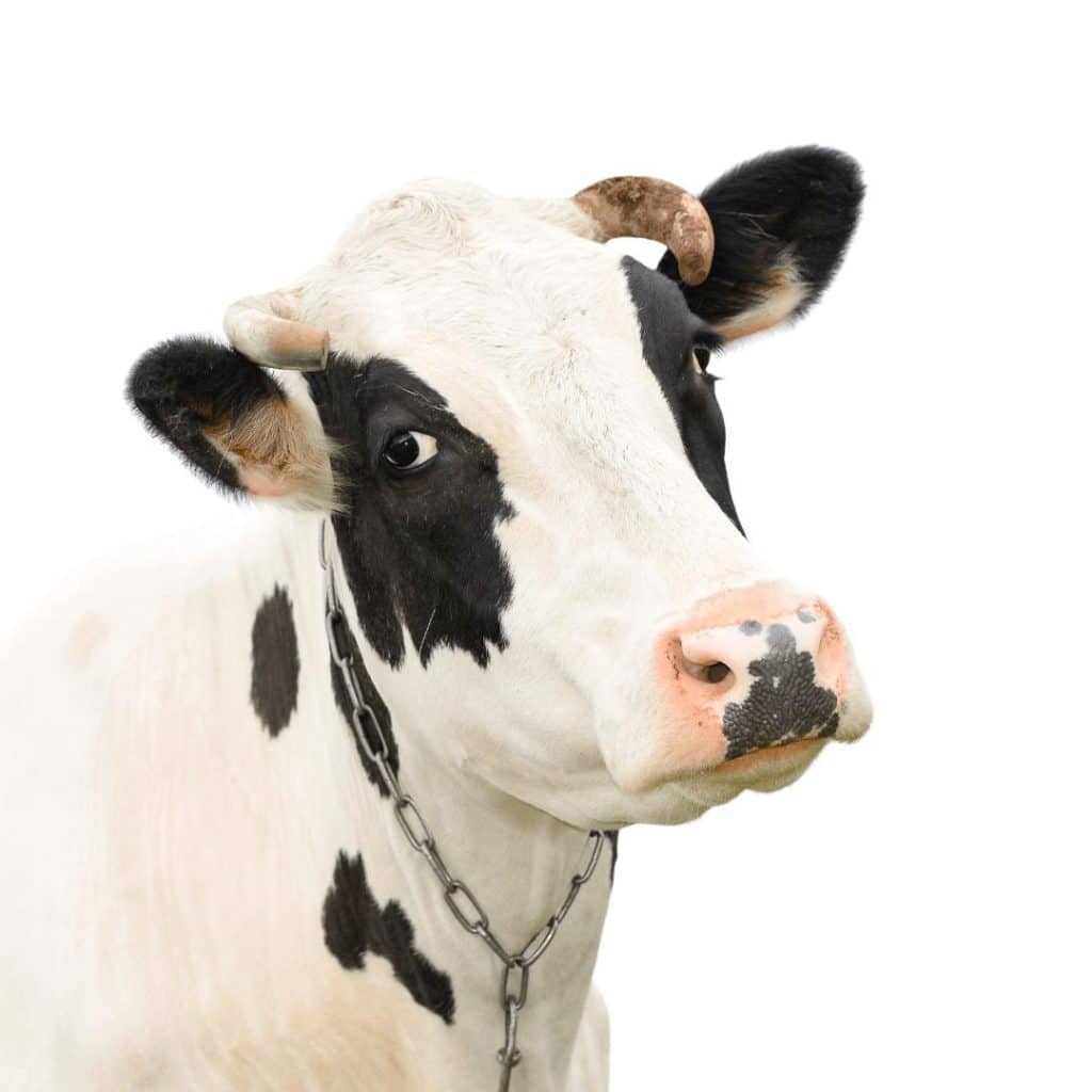 Cow portrait, representing different animal communication styles.