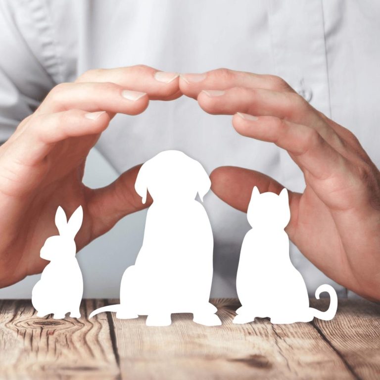 Hands frame silhouettes of a rabbit, dog, and cat, symbolizing pet behavior management.