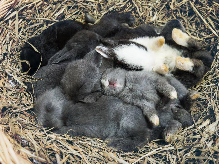 Rabbit kits sleeping in their nest