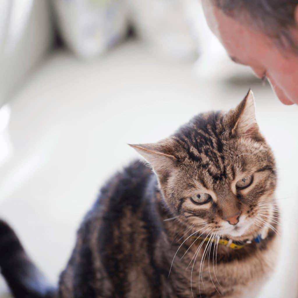 Tabby cat and person close-up, depicting pet behavioral dynamics.