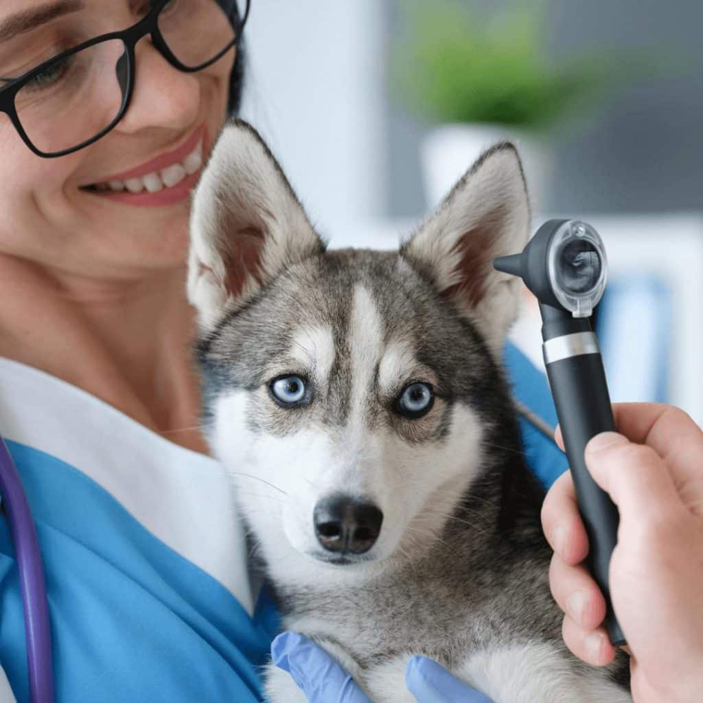 Vet examining a husky, indicating professional pet care.
