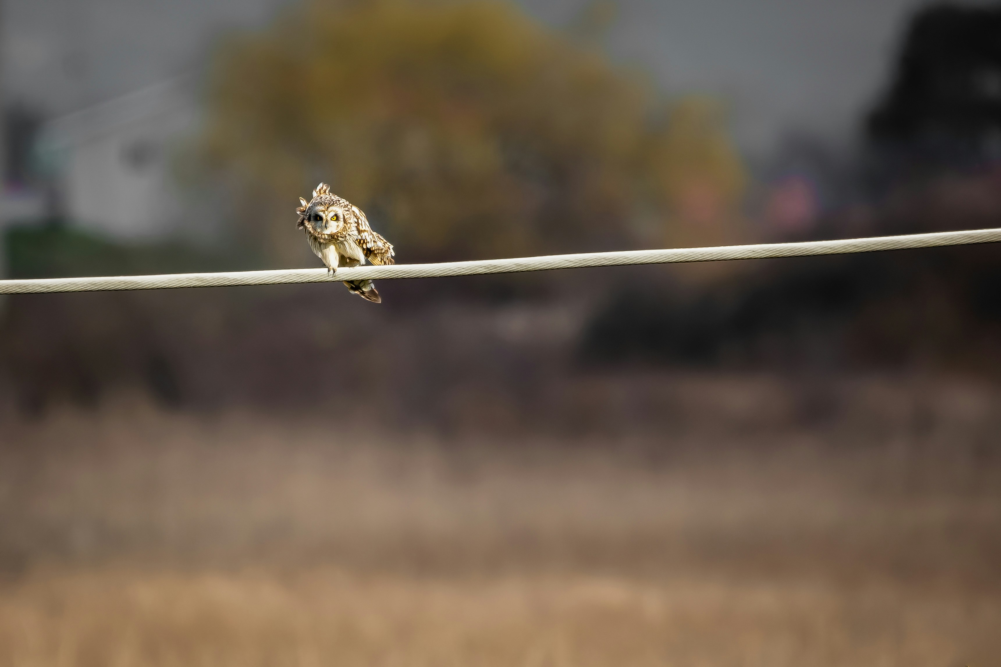 The Art of Calling Owls