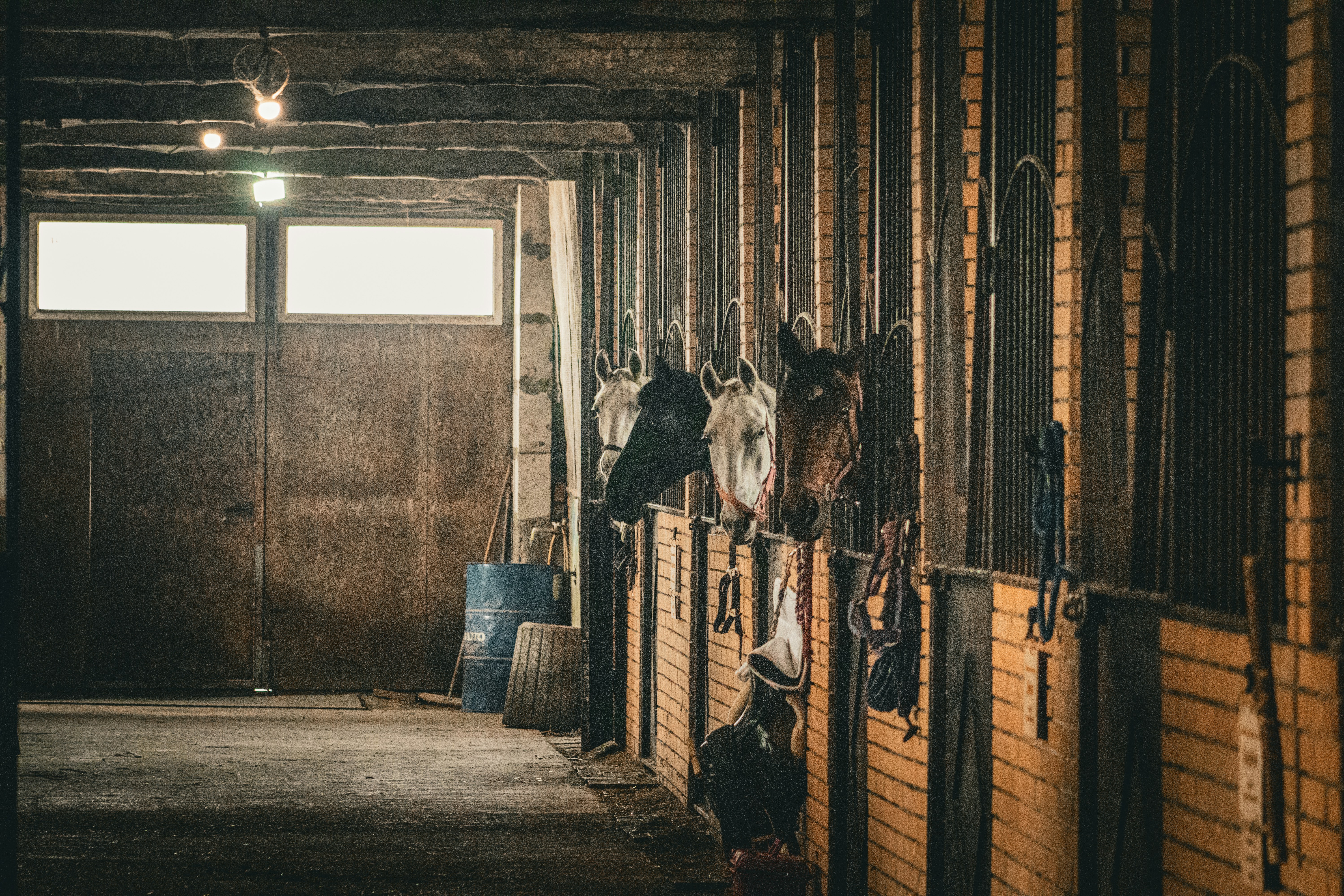 Step-by-Step Guide: Building a Horse Stall