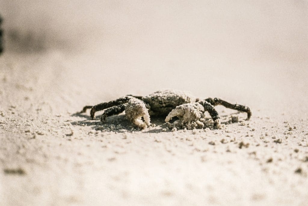 Effective Ways to Eliminate Hermit Crab Mites